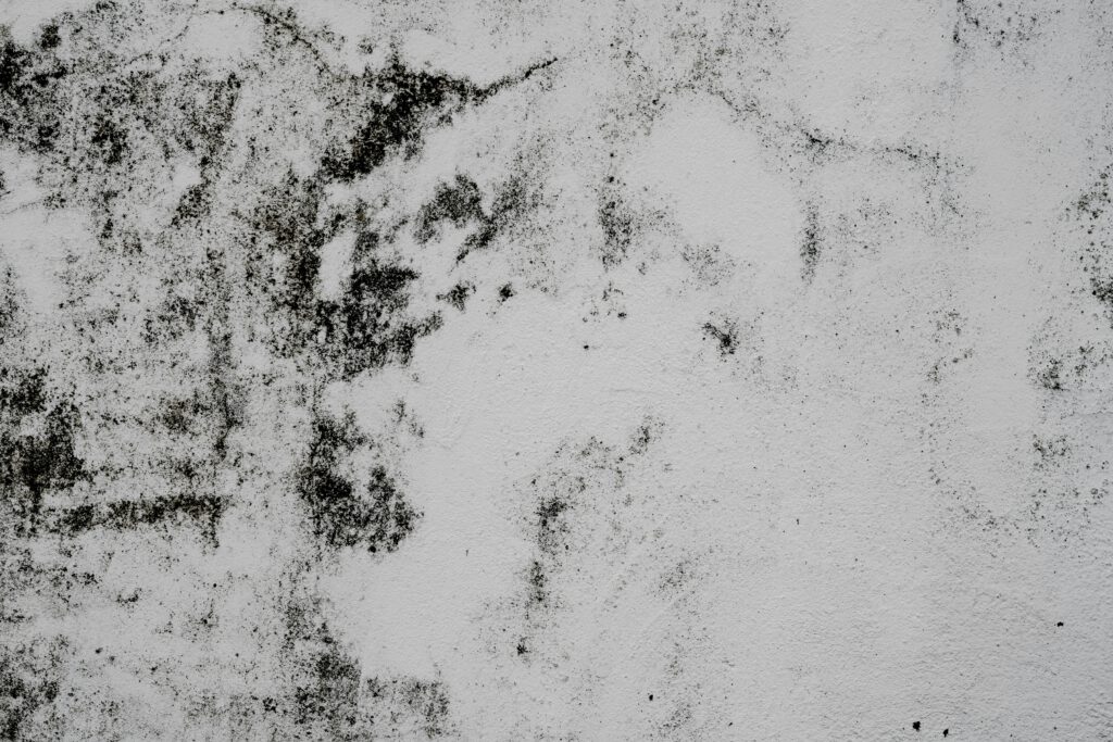 Gesundes Wohnklima: Tipps für Ihre schimmelfreie Wohnung Schimmelige Wand Nahaufnahme