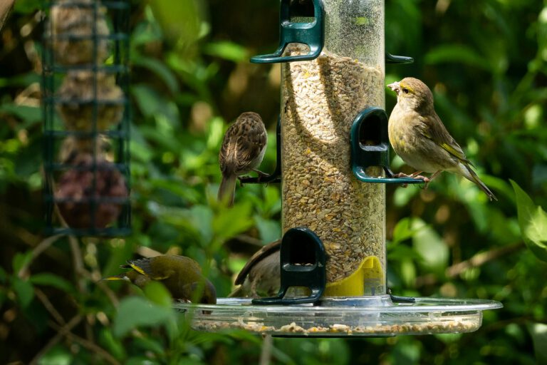 Einheimische Gartenvögel an einem Futterhaus