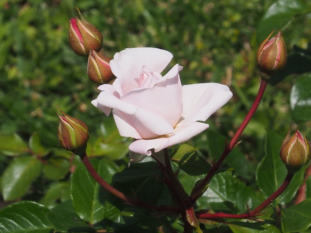 Hauptseite rosenfoto